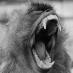macaque-bail