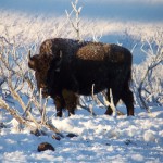 snow buffalo sm