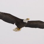 spread-eagle-females_MG1453