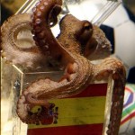 octopus_142314e