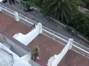 rock hotel macaque visitor